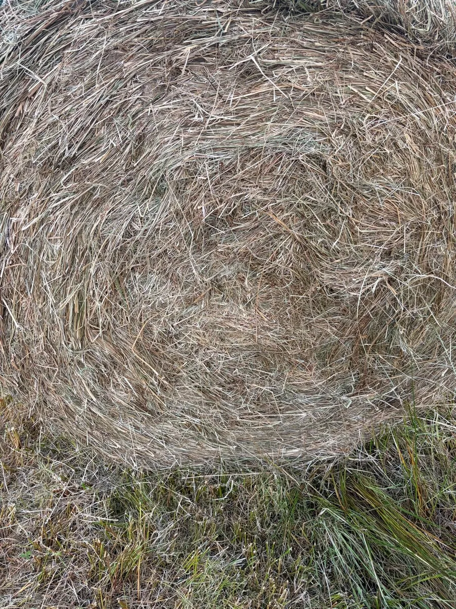 Hay - Image 2