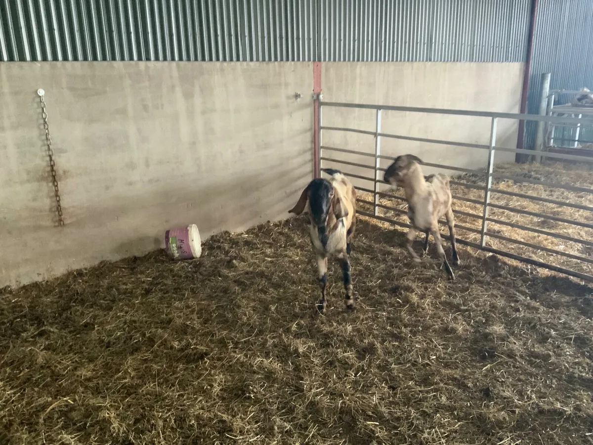 Goats - Image 2