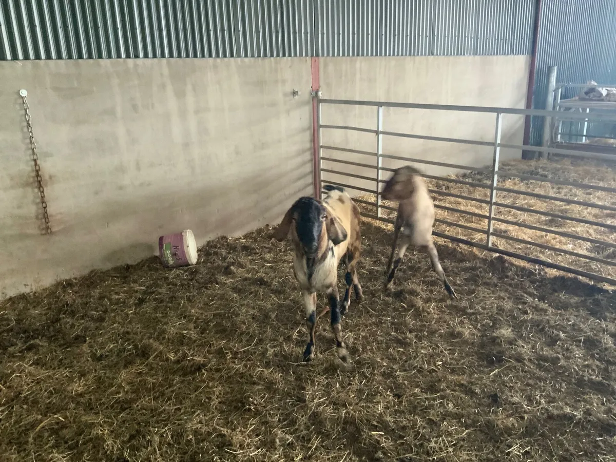Goats - Image 3