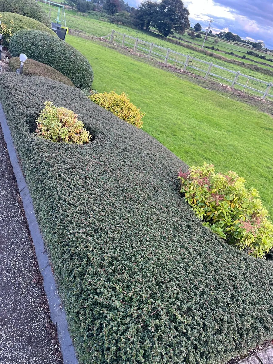 Hedge & Shrub Trimming - Image 3