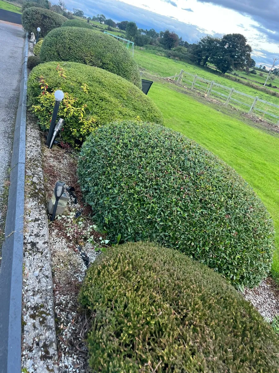 Hedge & Shrub Trimming - Image 4
