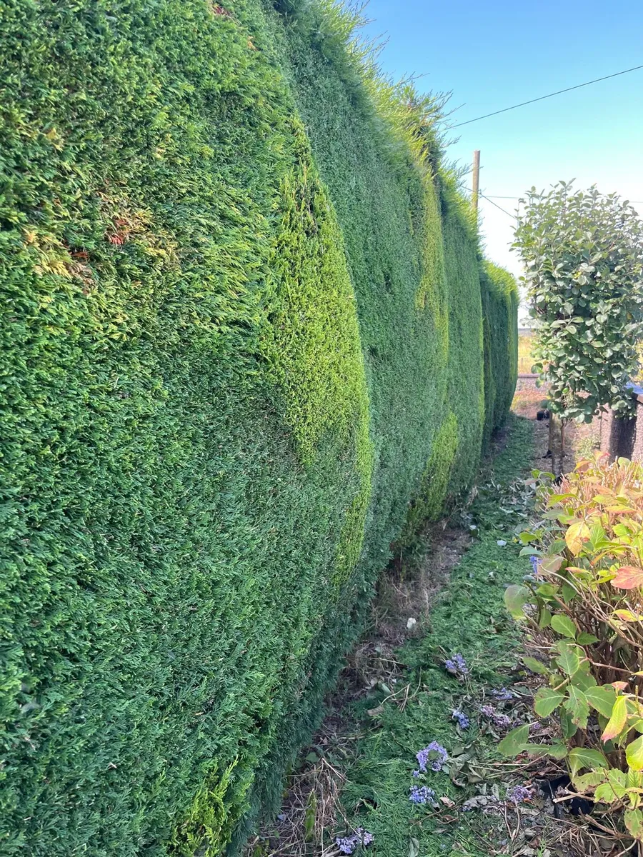 Hedge & Shrub Trimming - Image 1