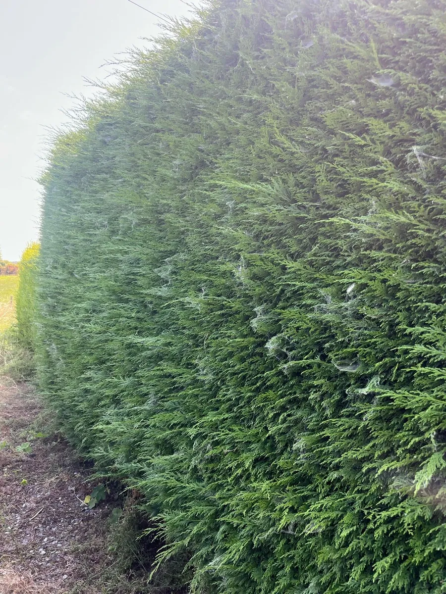Hedge & Shrub Trimming - Image 2
