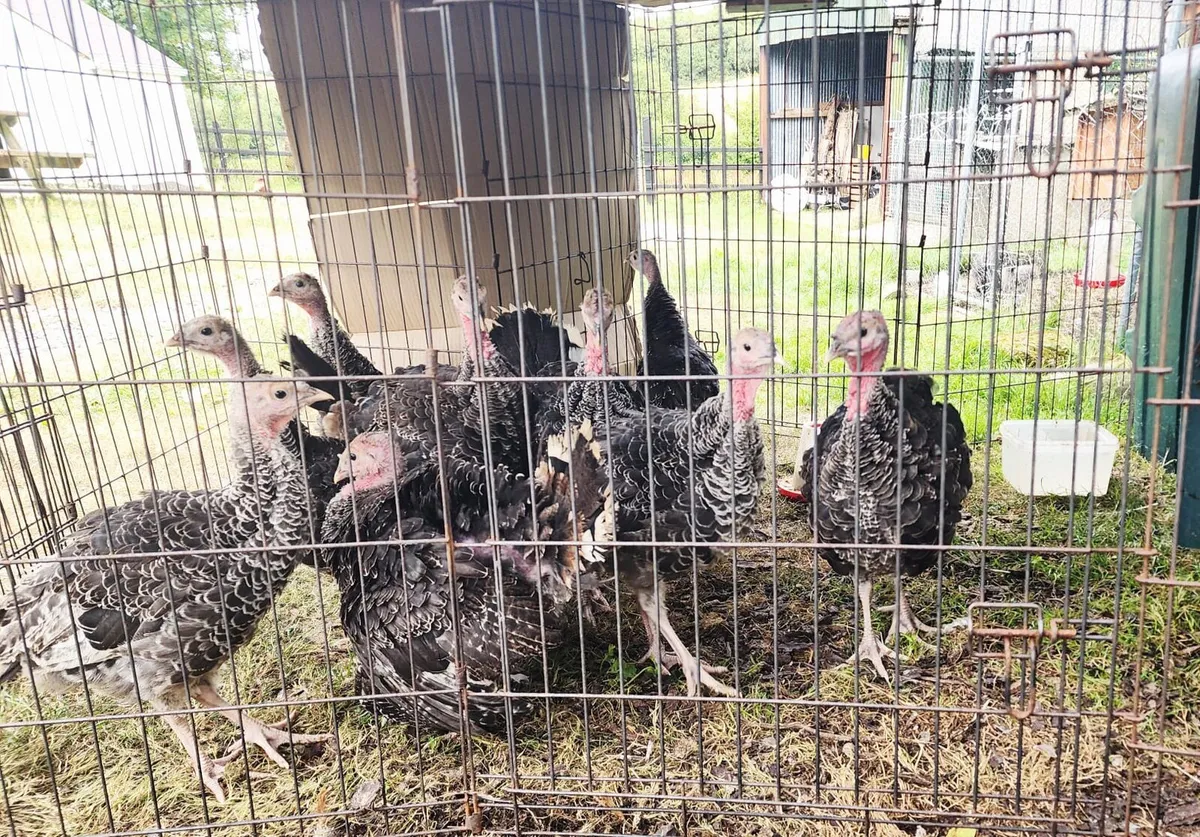 Norfolk Bronze Heritage Turkey Poults 2.5 months - Image 1