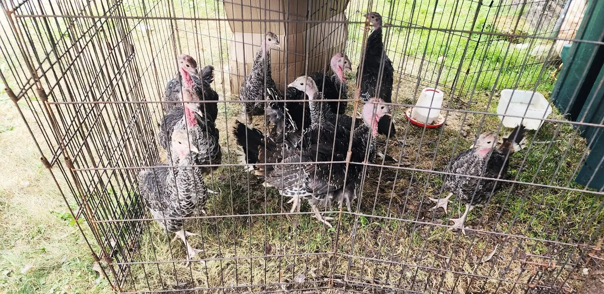Norfolk Bronze Heritage Turkey Poults 2.5 months - Image 2