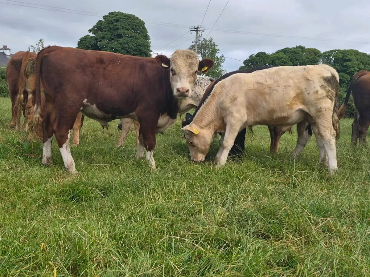 6 Super Bull Weanlings - Image 2