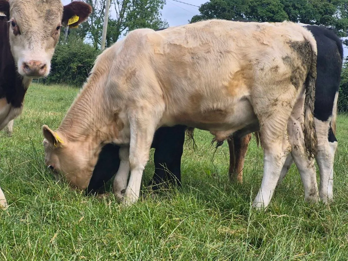 6 Super Bull Weanlings - Image 3