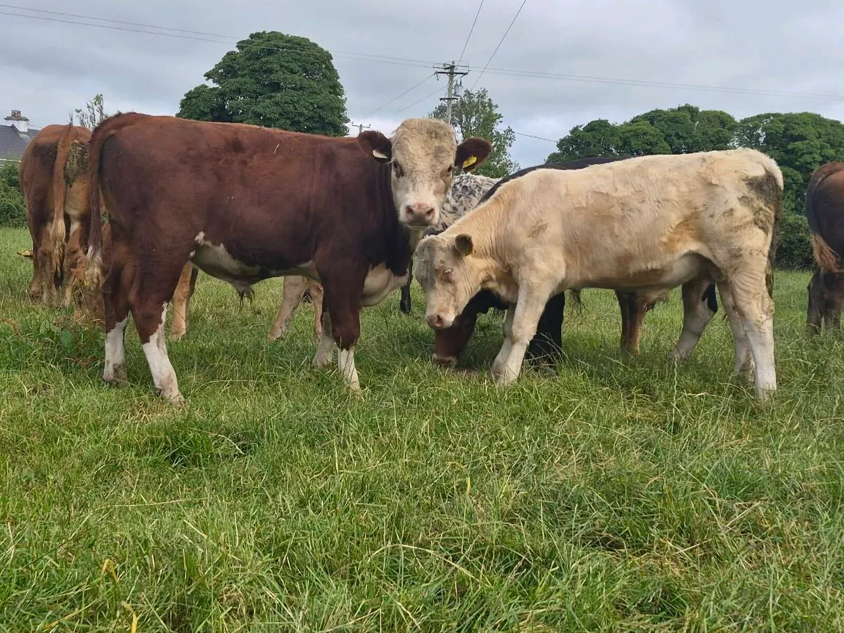 6 Super Bull Weanlings - Image 4