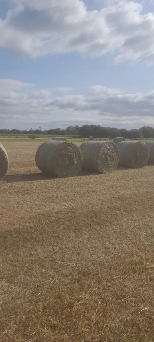Round Bales of Callow Hay - Image 2