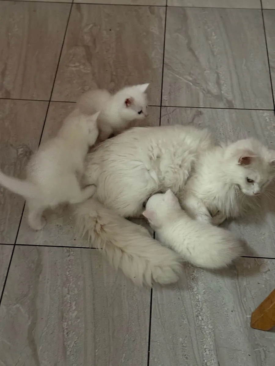 Kittens - Image 3