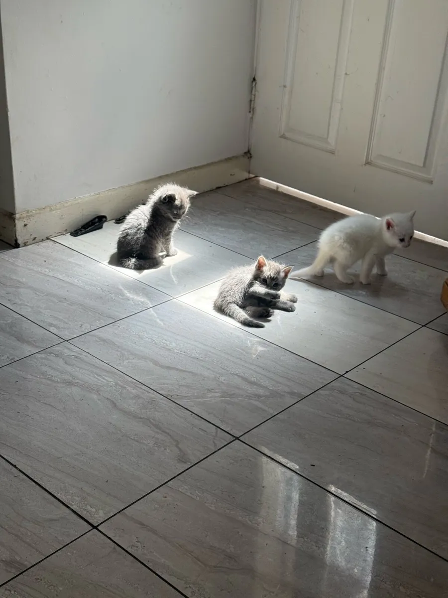 Kittens - Image 2