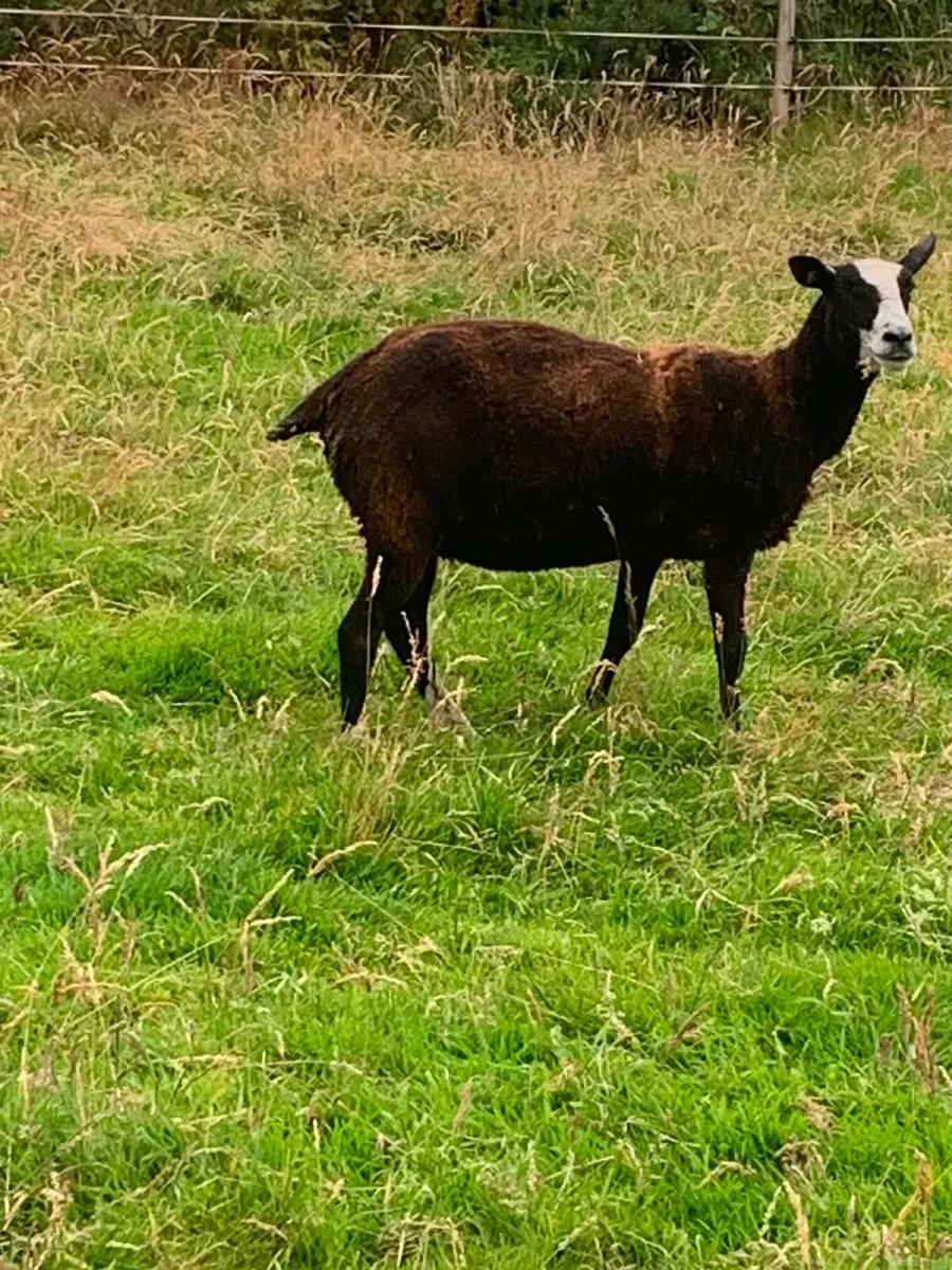 2 Third crop breeding ewes - Image 1