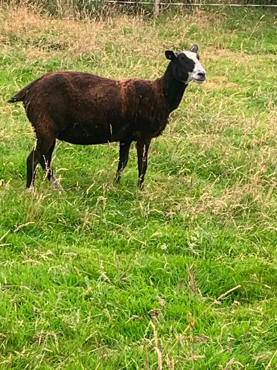 2 Third crop breeding ewes - Image 2
