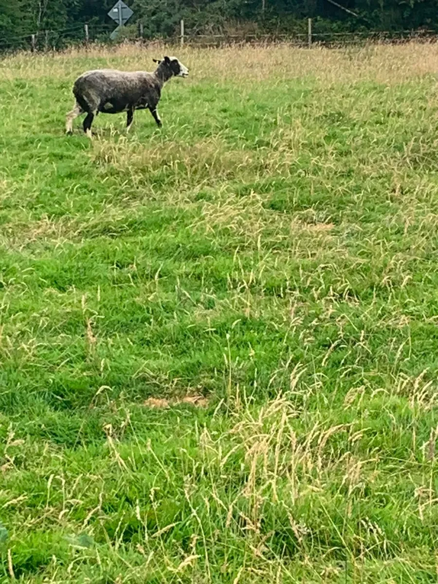 2 Third crop breeding ewes - Image 3