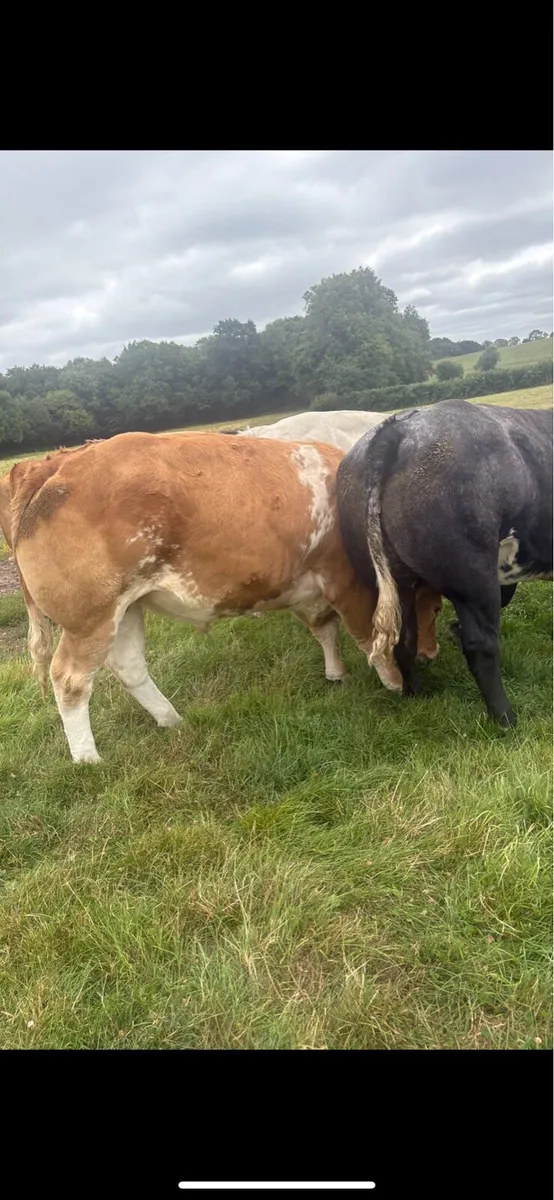 **Bullocks for sale in Ballinakill Mart** - Image 3