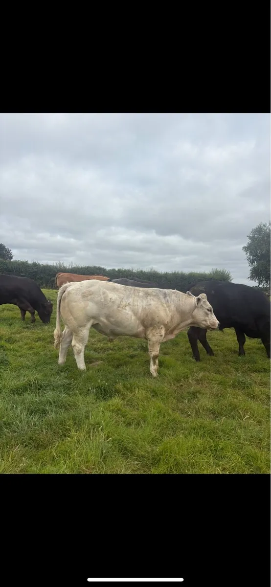 **Bullocks for sale in Ballinakill Mart** - Image 4