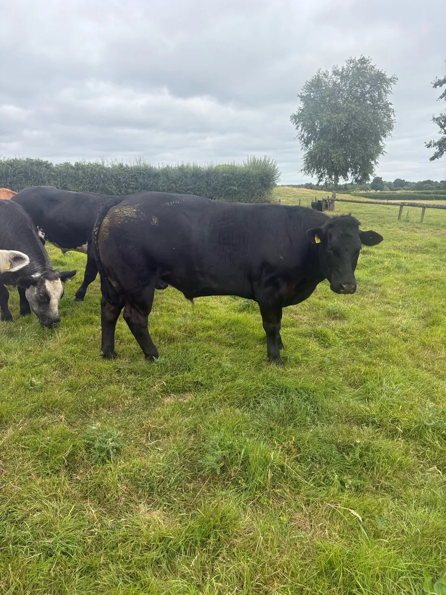 **Bullocks for sale in Ballinakill Mart** - Image 2