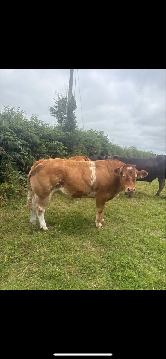 **Bullocks for sale in Ballinakill Mart** - Image 1