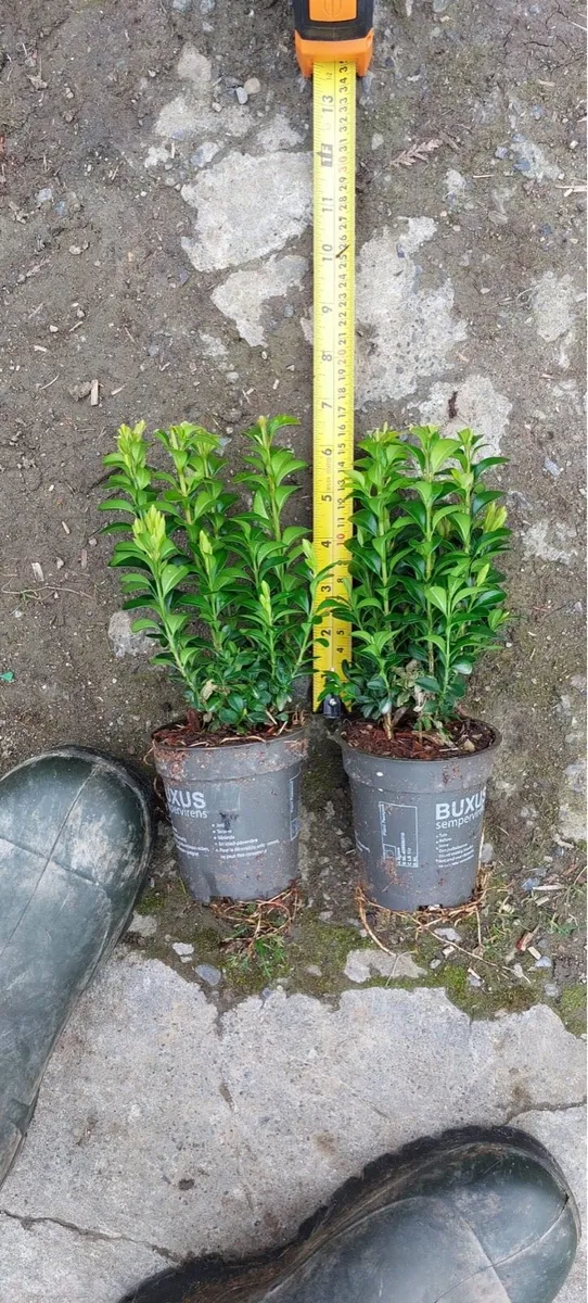 Box hedging (buxus) - Image 3