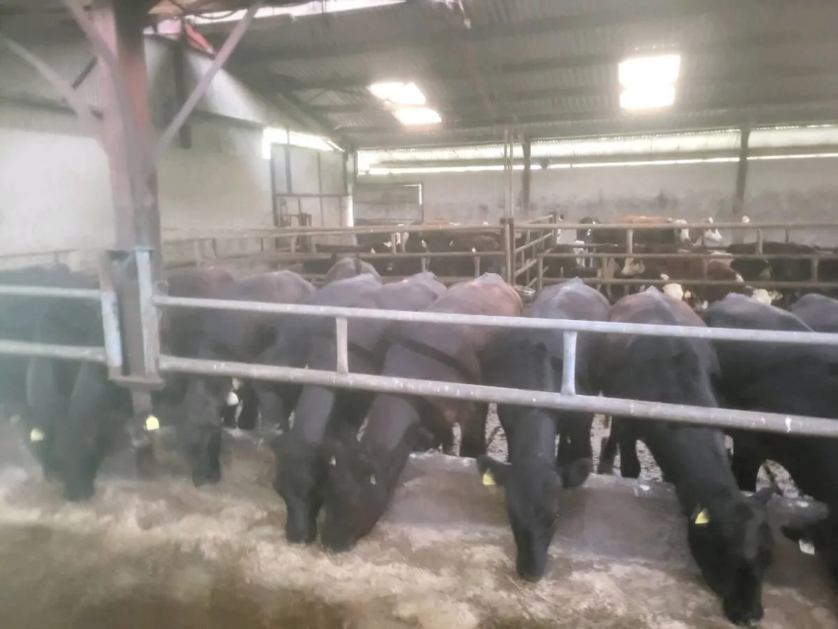 Aa heifers - Image 2