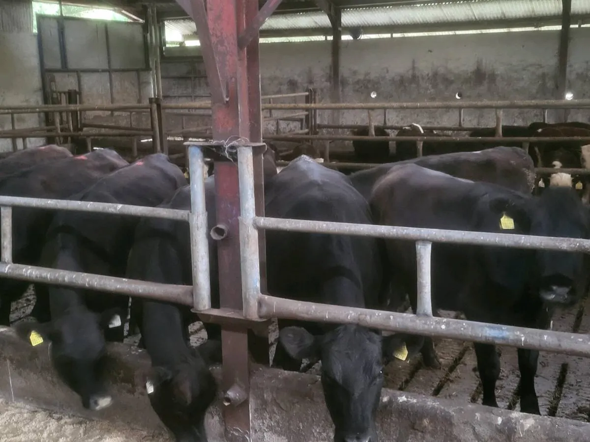 Aa heifers - Image 1