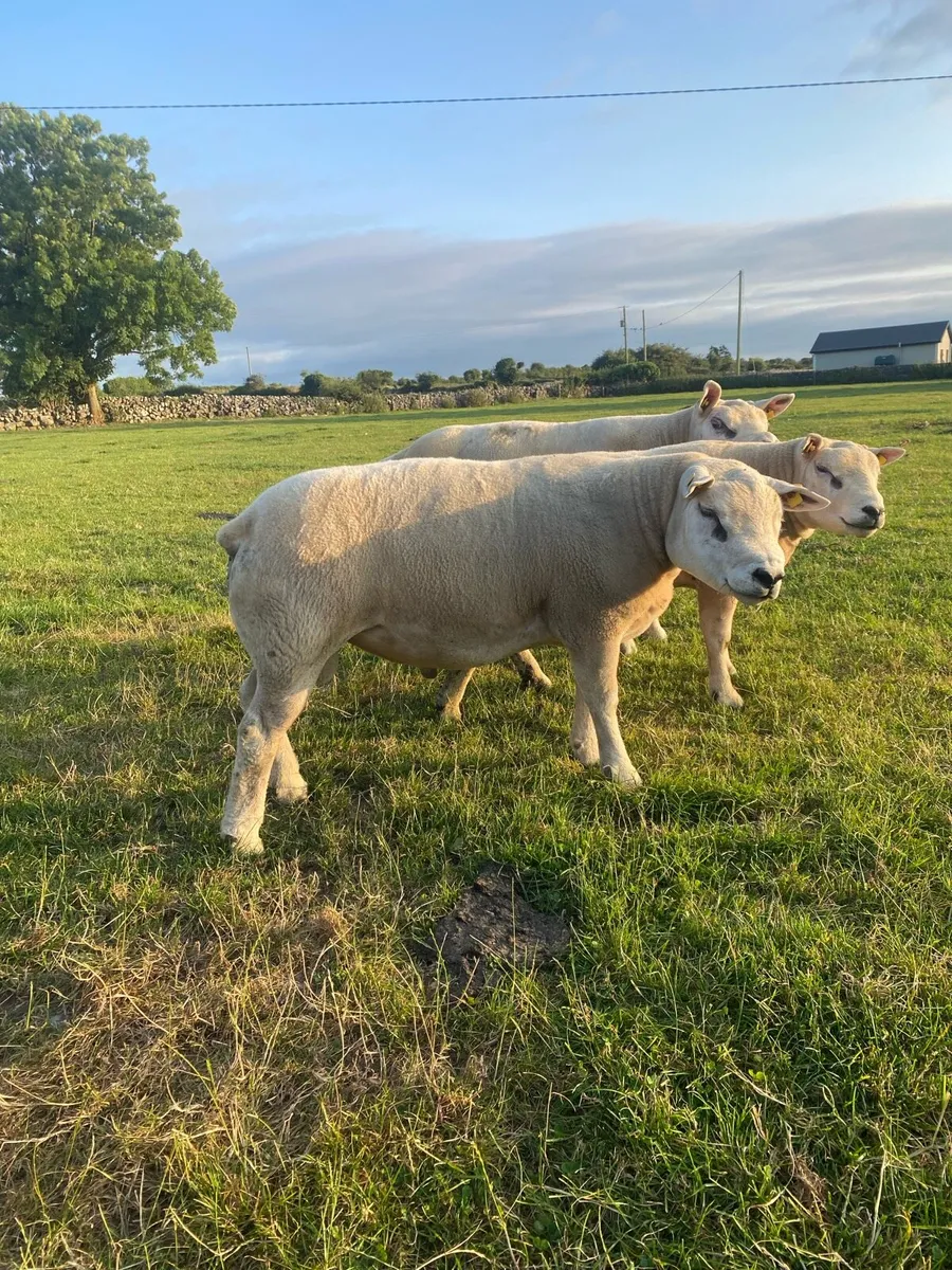 Texel and hybrid Hogget rams - Image 1