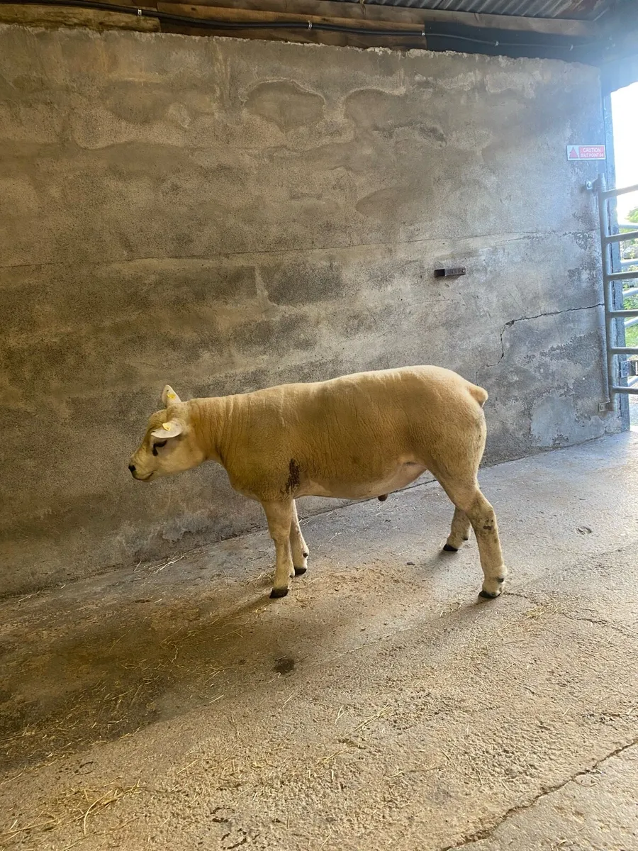 Texel and hybrid Hogget rams - Image 2