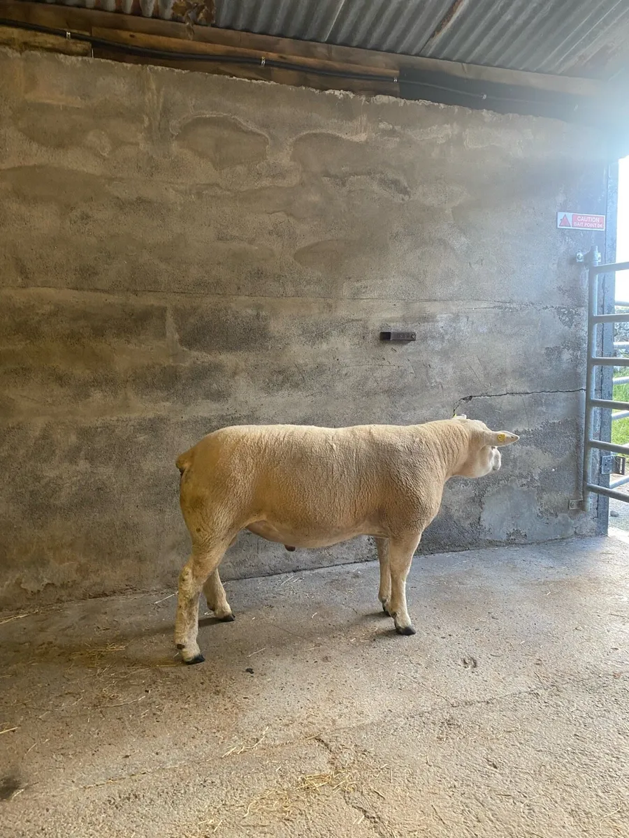 Texel and hybrid Hogget rams - Image 3