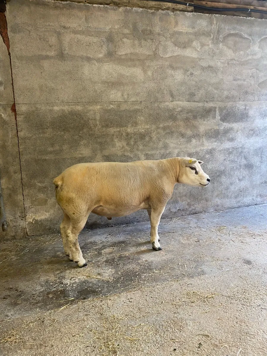 Texel and hybrid Hogget rams - Image 4