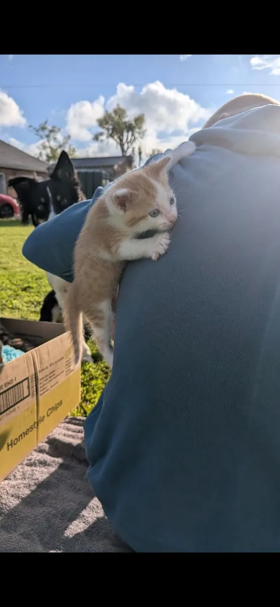 Only 1 ginger  male kitten left for sale - Image 3