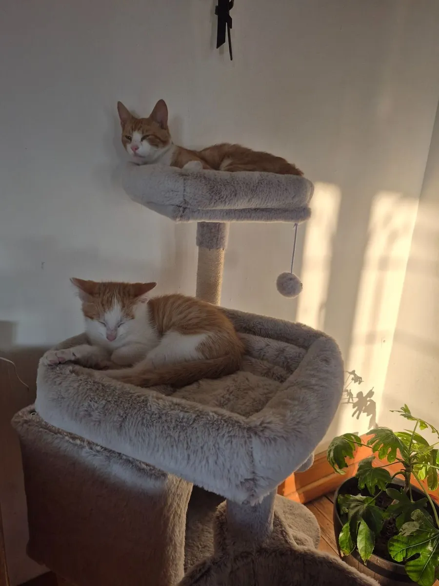 Only 1 ginger  male kitten left for sale - Image 4