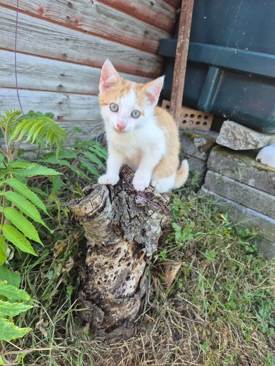 Only 1 ginger  male kitten left for sale - Image 1