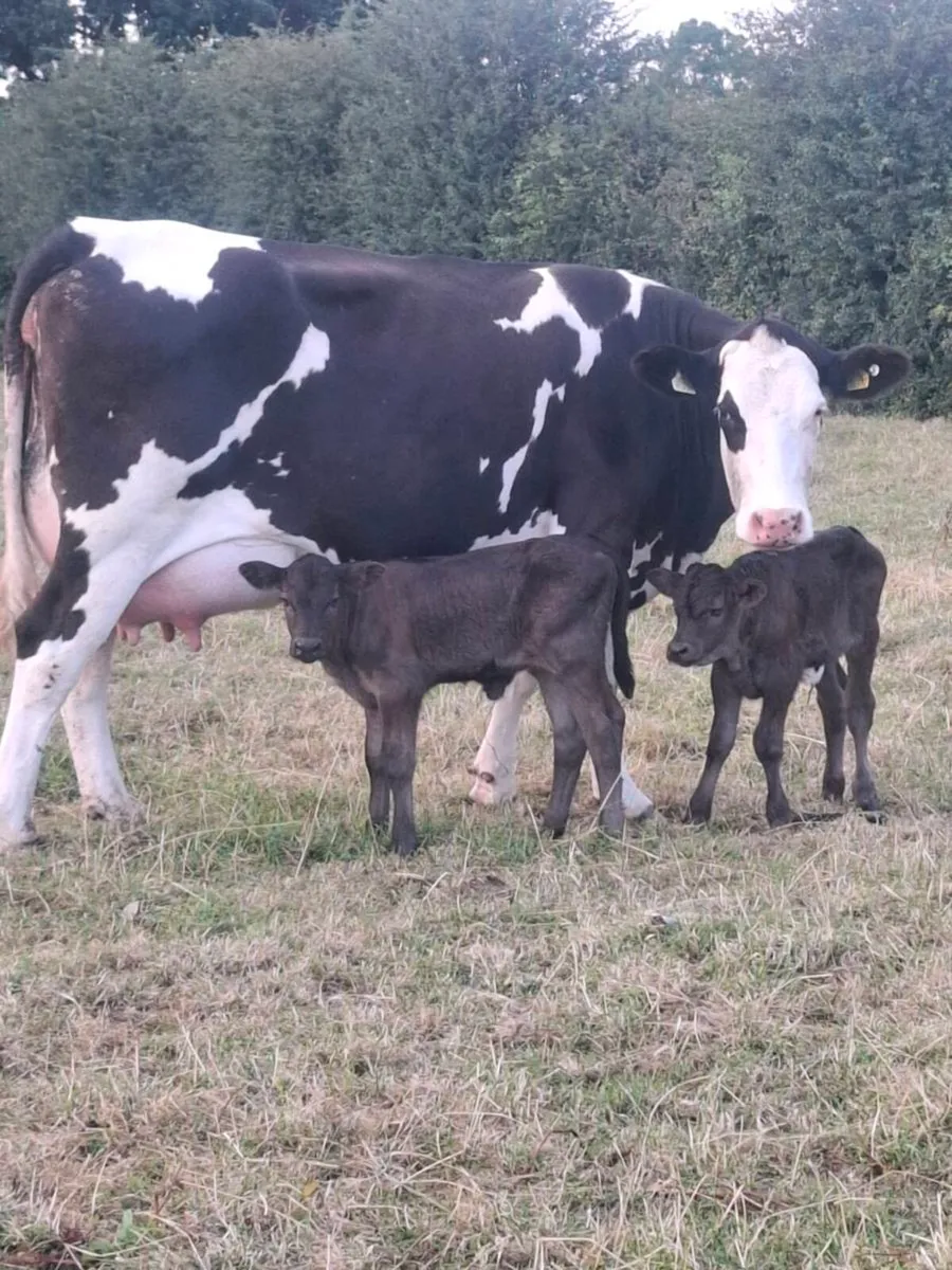 5 star heifer with twin heifer calves at foot - Image 4
