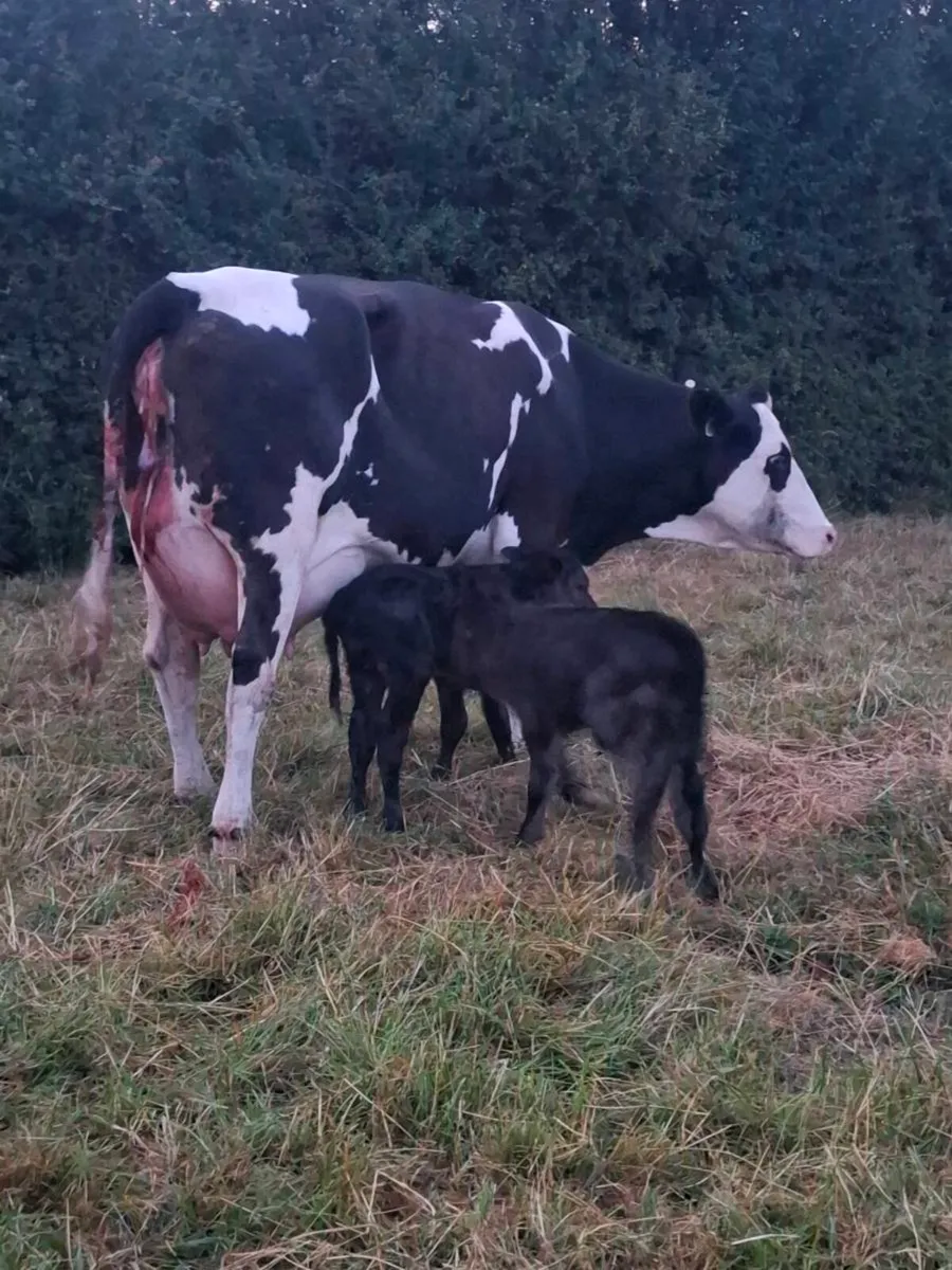5 star heifer with twin heifer calves at foot - Image 1