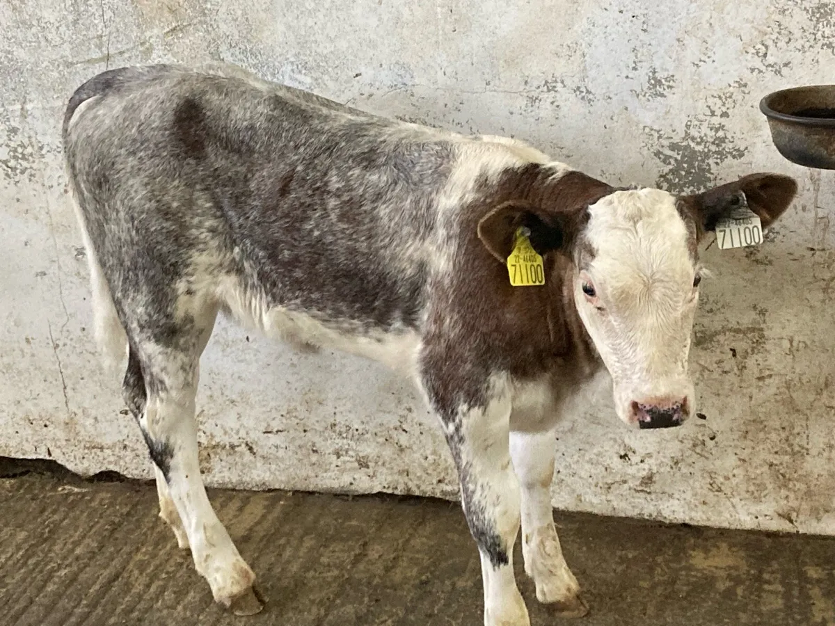 Super Suckler Bred Blue Roan Heifer Calf - Image 1