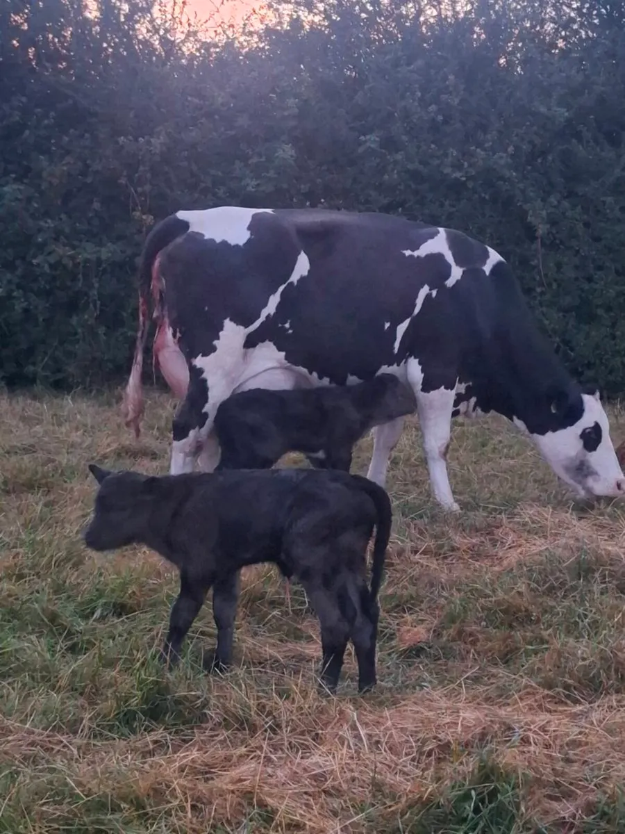 5 star heifer with twin heifer calves at foot - Image 2