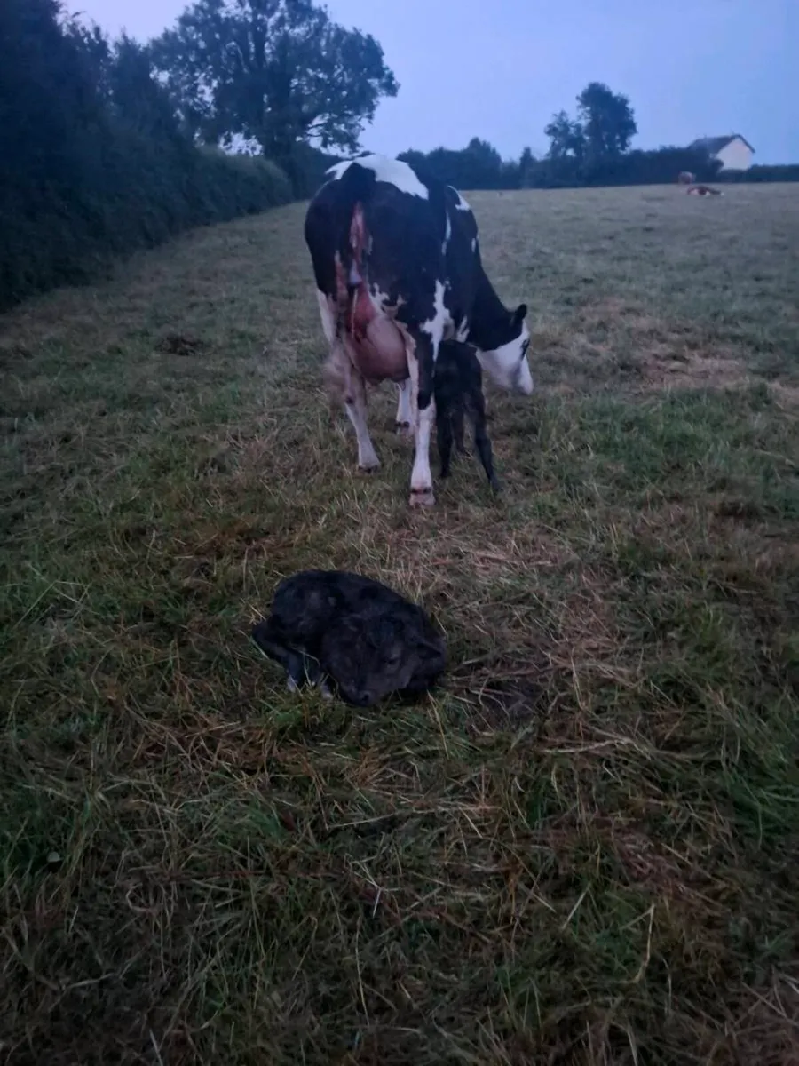 5 star heifer with twin heifer calves at foot - Image 3