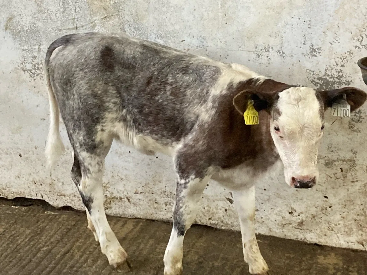 Super Suckler Bred Blue Roan Heifer Calf - Image 2