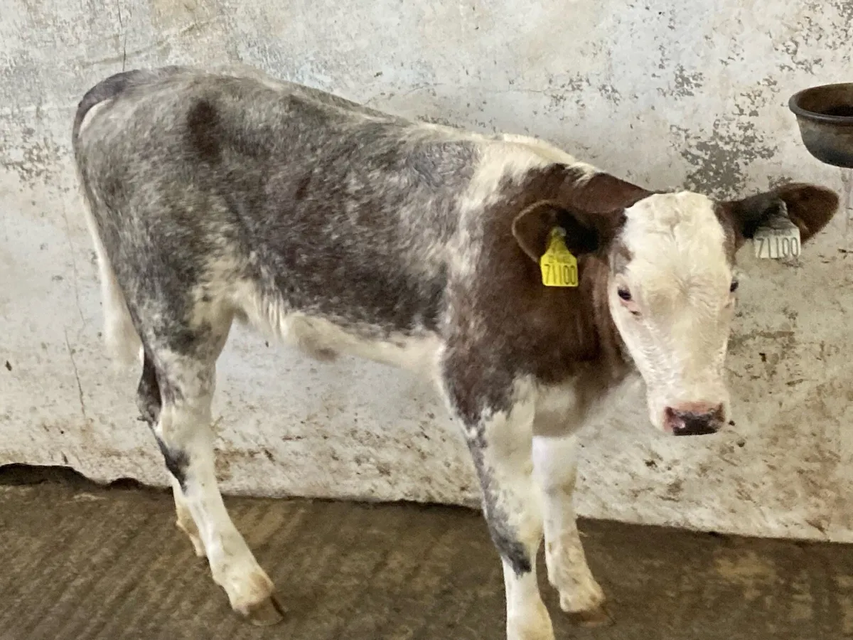 Super Suckler Bred Blue Roan Heifer Calf - Image 3
