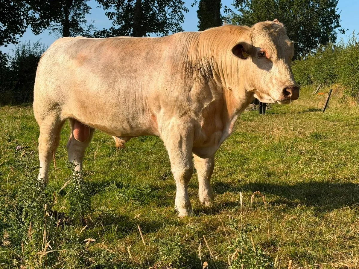 Pedigree White Shorthorn Bull For Sale - Image 3