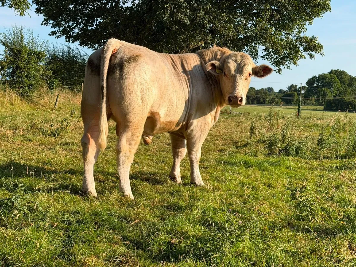 Pedigree White Shorthorn Bull For Sale - Image 2