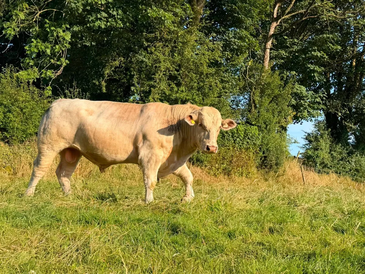 Pedigree White Shorthorn Bull For Sale - Image 1