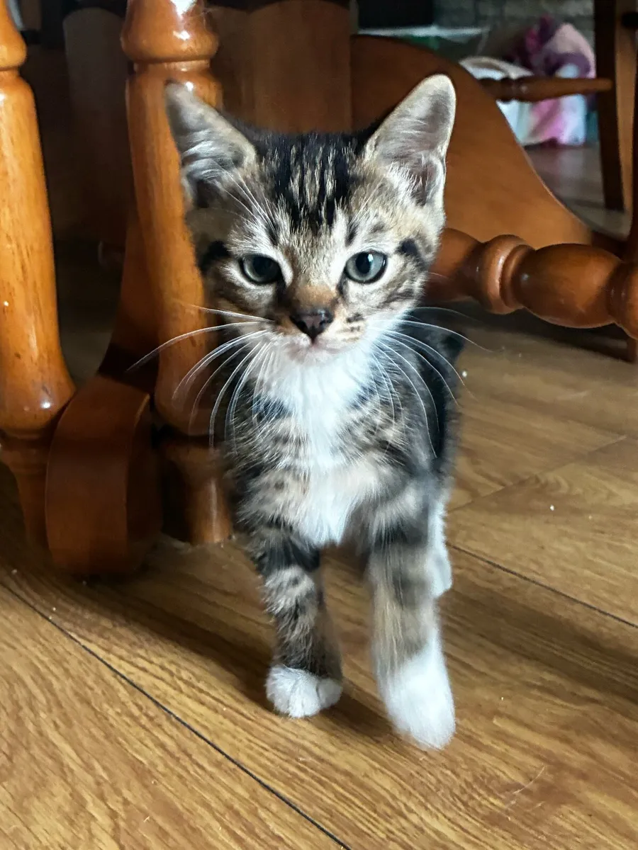 Kittens - Image 3