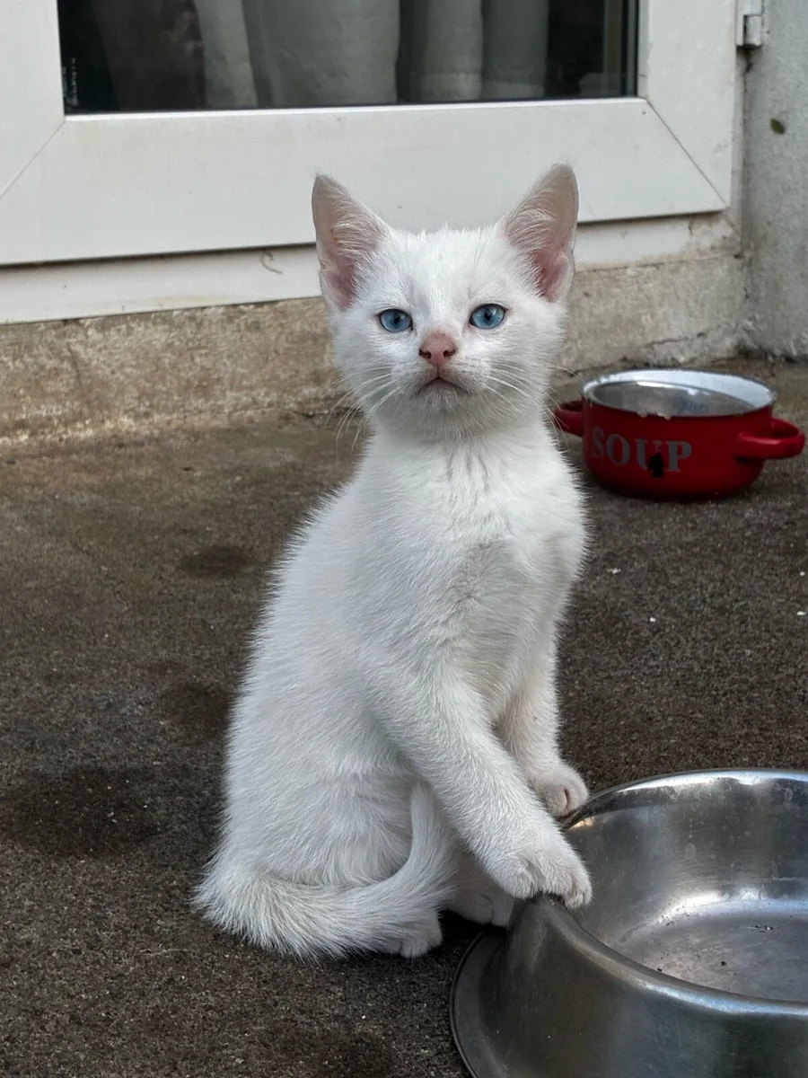Kittens - Image 4