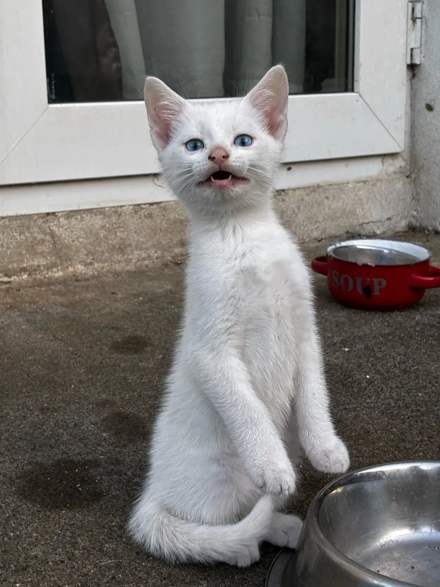 Kittens - Image 2