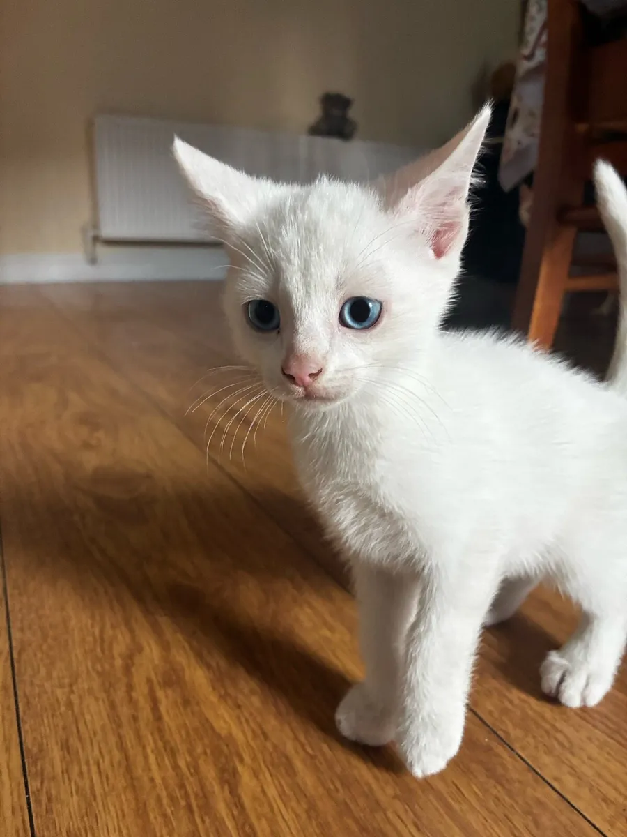 Kittens - Image 1
