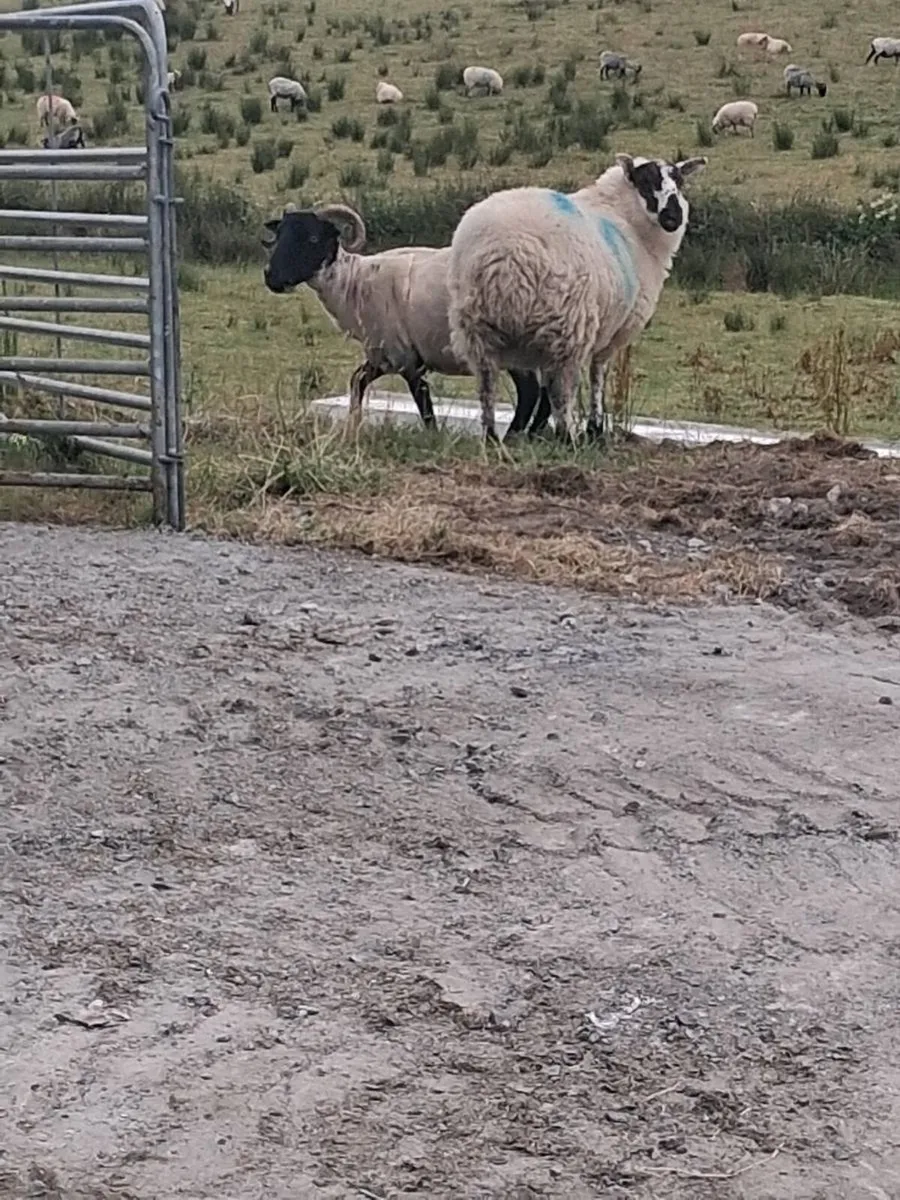 Store lambs - Image 1