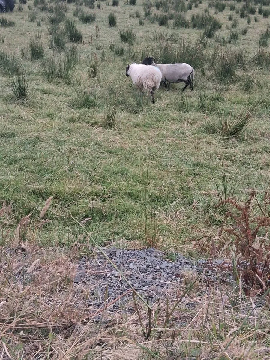 Store lambs - Image 2