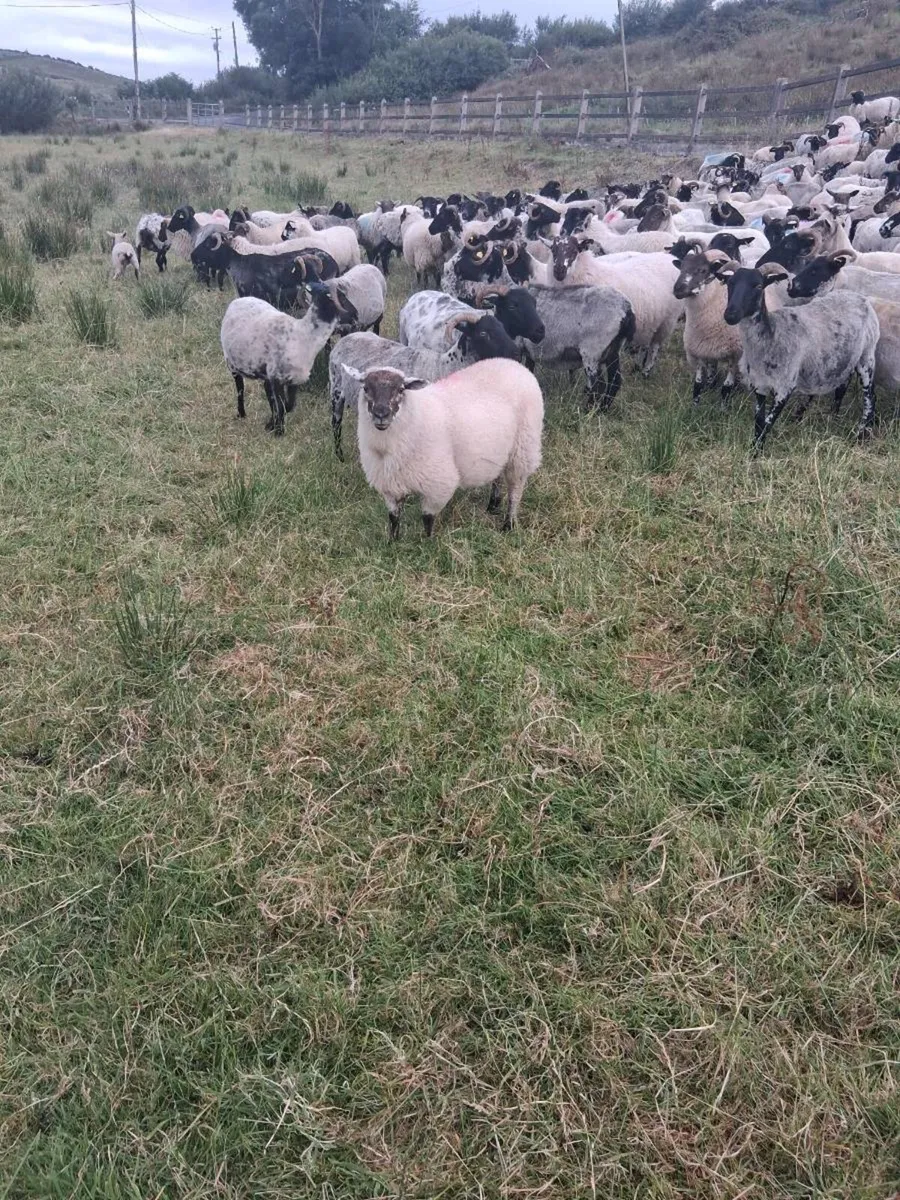 Store lambs - Image 3