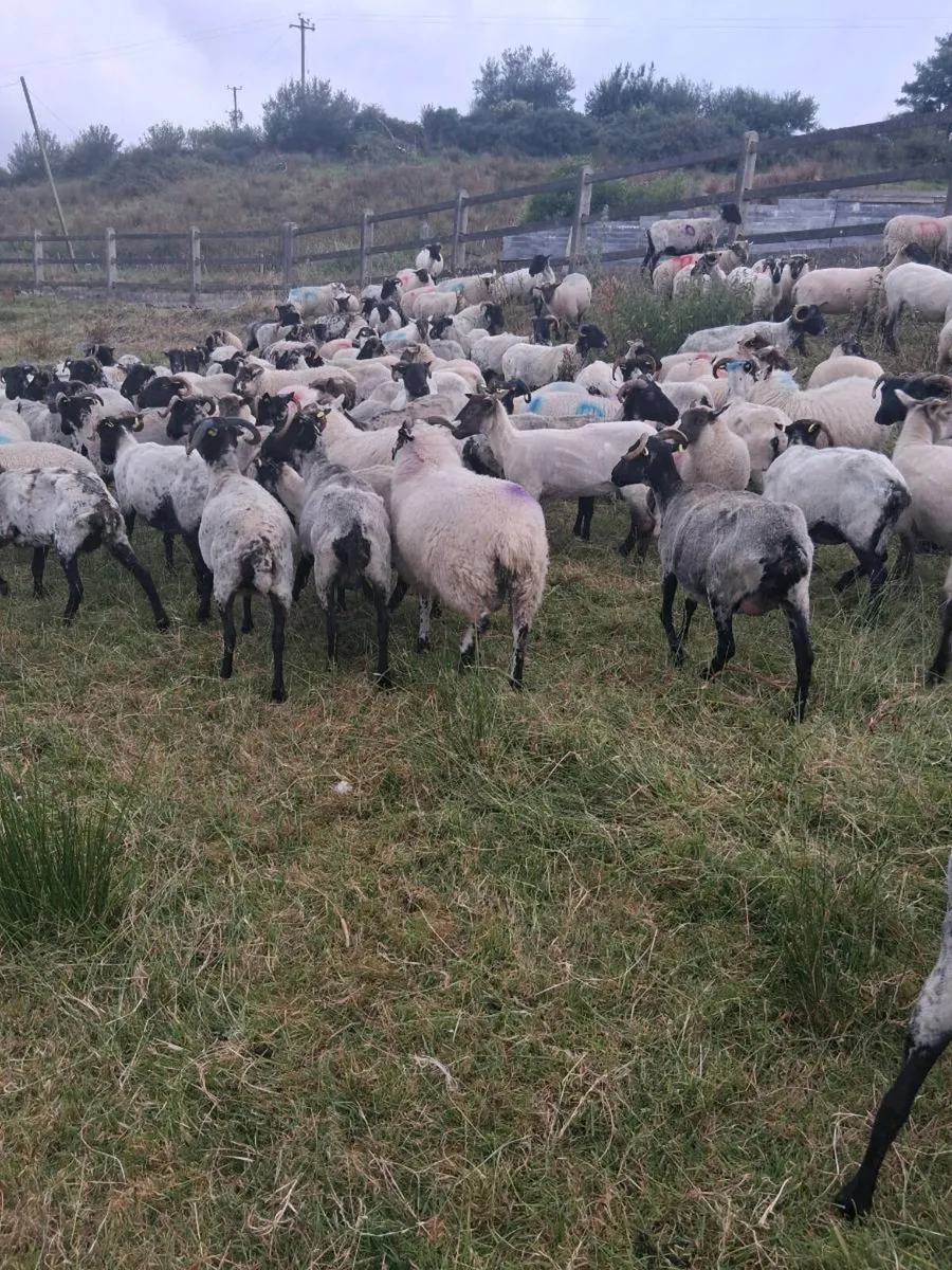 Store lambs - Image 4